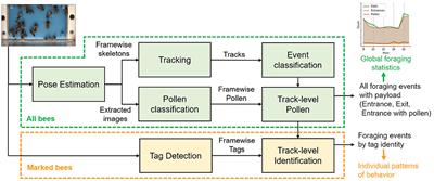 Automated Video Monitoring of Unmarked and Marked Honey Bees at the Hive Entrance